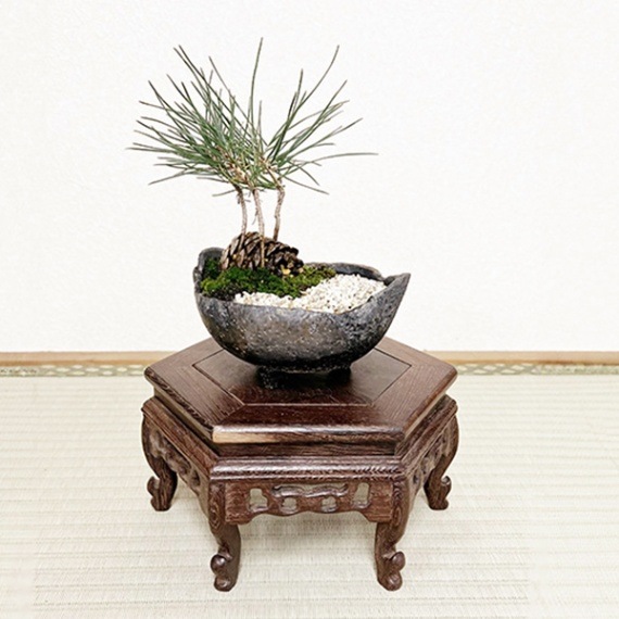 ミニ盆栽：松ぼっくりん*＜黒松＞（国産木の葉鉢)苔と砂付き 景色盆栽