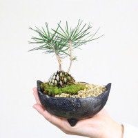 ミニ盆栽：松ぼっくりん*＜黒松＞（国産木の葉鉢)苔と砂付き 景色盆栽