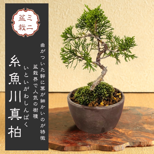 �ߥ��ߺϡ�������ʶʡ�5ǯ����* (�߸ž�ťʪ�ݾ�ȭ) ���դ� ���Ȥ����路��Ѥ�����ѥ� �����ߺ� bonsai