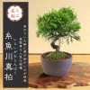 ߥߺϡʶʡ5ǯ* (߸žťʪݾȭ) դ Ȥ路Ѥѥ ߺ bonsai