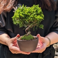 ミニ盆栽：糸魚川真柏（曲・5年生）* (萬古焼泥物丸小鉢) 苔付き