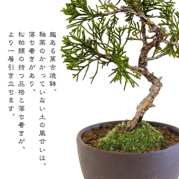 ミニ盆栽：糸魚川真柏（曲・5年生）* (萬古焼泥物丸小鉢) 苔付き