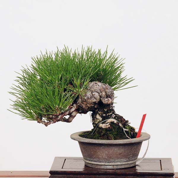 小品盆栽：特選三河黒松*現品 くろまつ クロマツ Kuromatsu
