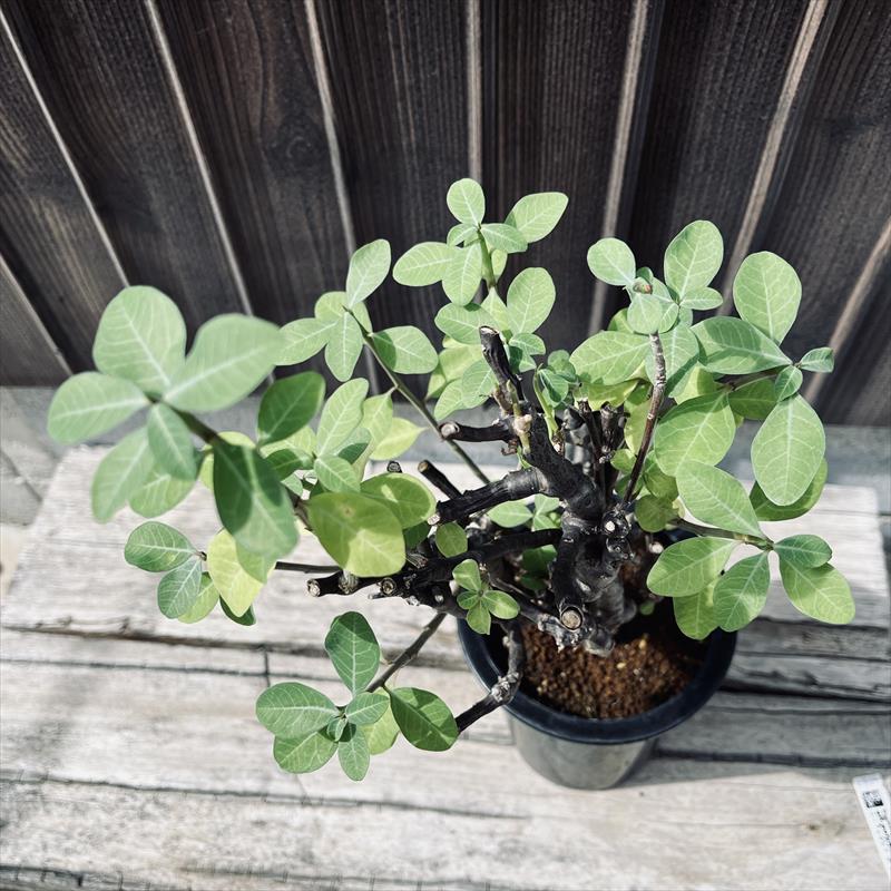 多肉植物：ユーフォルビア ポリヤンサ*幅20cm 現品！一品限り