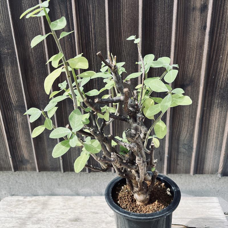 多肉植物：ユーフォルビア ポリヤンサ*幅20cm 現品！一品限り