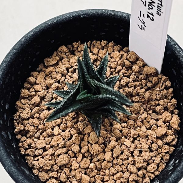 多肉植物：ハオルチア ニグラ No.12*幅3.5cm | サボテン＆多肉植物