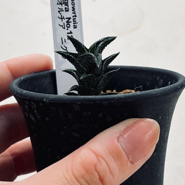 多肉植物：ハオルチア ニグラ No.12*幅3.5cm | サボテン＆多肉植物