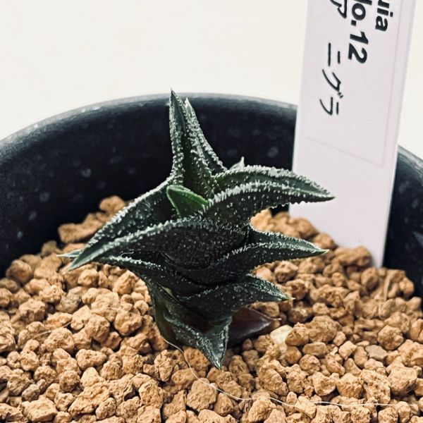 多肉植物：ハオルチア ニグラ No.12*幅3.5cm | サボテン＆多肉