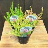 ���տ�ʪ �� �տ����ޤ��������롼�� �֥륬�ꥹ 3�ĥ��å�*Calluna vulgaris