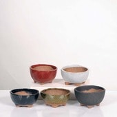 微ȭ()椦*ڸʡ۴ȭ5ġ10.0cm