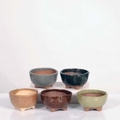 微ȭ()椦*ڸʡ۴ȭ5ġ10.0cm