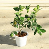 ���ڡ����ڡ��̼������ڡ�����ʥޥ��䡼��������������ݦݨ����*������40�����6��ݥåȡ�