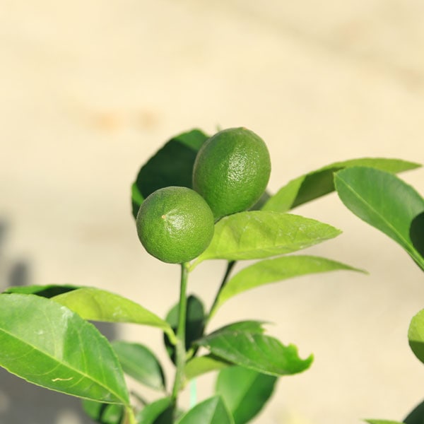 4年生 マイヤーレモン接木苗 樹高120センチ 6.5号ポット 撮影品のお