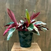  տʪȥޥ 󥮥ͥ ȥꥪ*5 ץݥå ٥˥祦