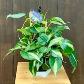  տʪ 른 ֥饸륫˥Х*եǥɥ5 ߤȭ Philodendron