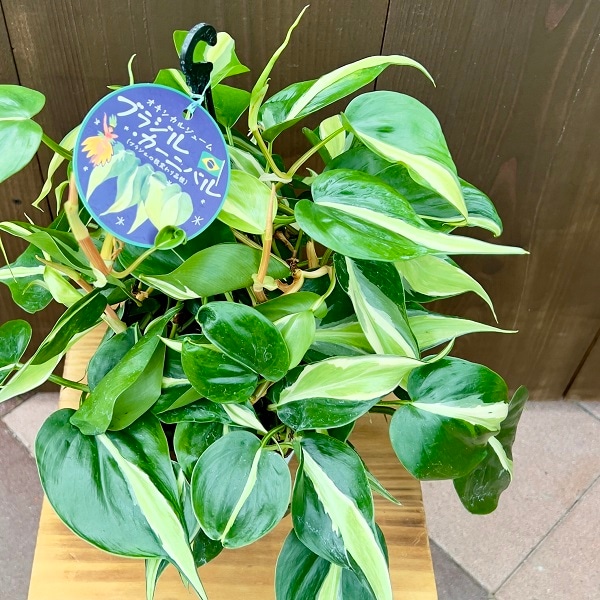 おしゃれ 観葉植物 ：オキシカルジウム ブラジルカーニバル