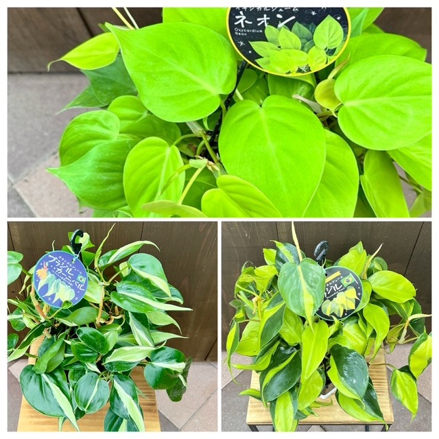 おしゃれ 観葉植物 ：オキシカルジウム ブラジルカーニバル*斑入り