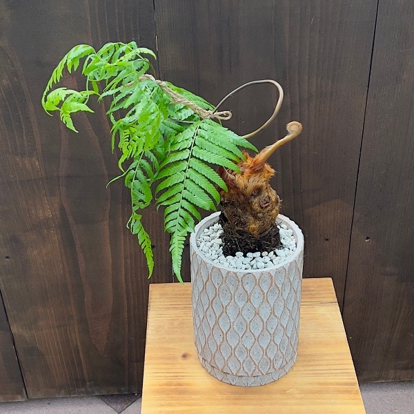 珍品 キンモウコウ　金毛狗 タカワラビ　ゴールデンモンキー 4号鉢 ⑦ おしゃれ 観葉植物 キンモウコウ：ゴールデンモンキー