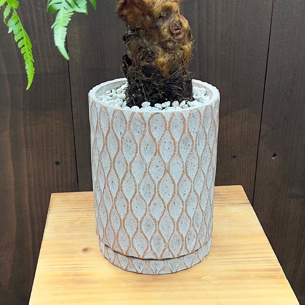 珍品 キンモウコウ 金毛狗 タカワラビ ゴールデンモンキー 3.5号鉢 おしゃれ 観葉植物 キンモウコウ:ゴールデンモンキー