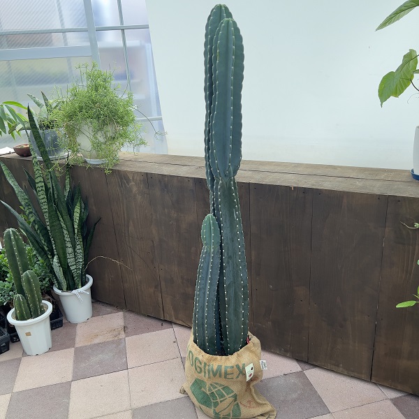 おしゃれ 観葉植物：とげなし 柱サボテン*コーヒー麻袋付 10号 受皿付