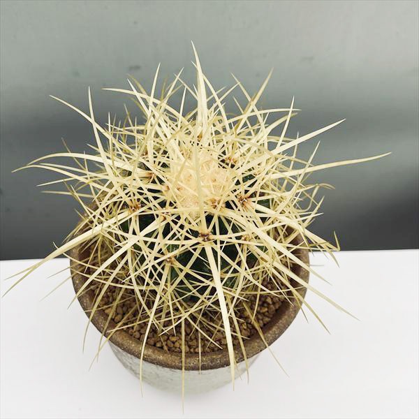 サボテン:エキノカクタス 金鯱 瀬戸焼鉢* 棘トゲ サボテン 丸鉢