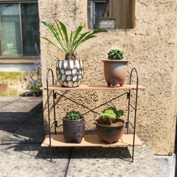 サボテン:エキノカクタス 金鯱 瀬戸焼鉢* 棘トゲ サボテン 丸鉢 和