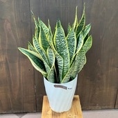 졡տʪ󥹥٥ꥢ*Sansevieria󥻥٥ꥢ 7ץݥå
