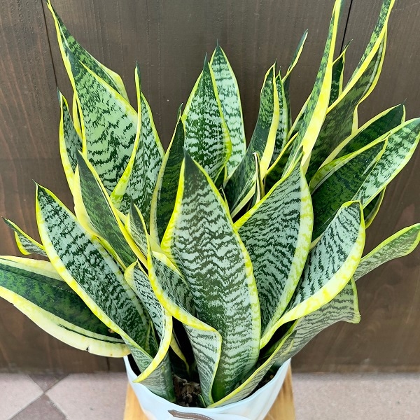 おしゃれ 観葉植物：サンスベリア*Sansevieriaサンセベリア 7号