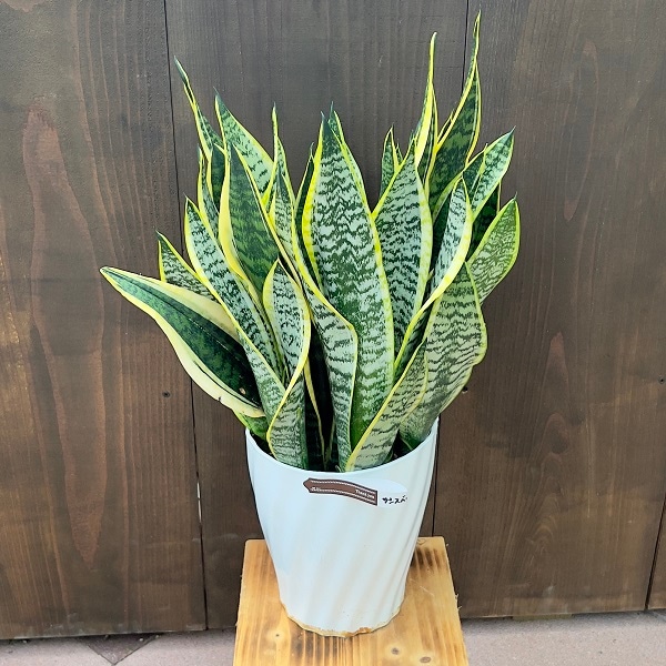 おしゃれ 観葉植物：サンスベリア*Sansevieriaサンセベリア 7号