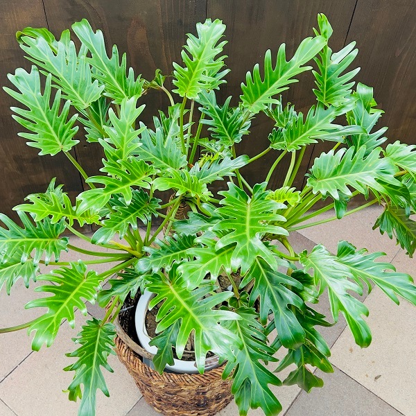 おしゃれ 観葉植物 クッカバラ：フィロデンドロン ザナドゥ バスケット