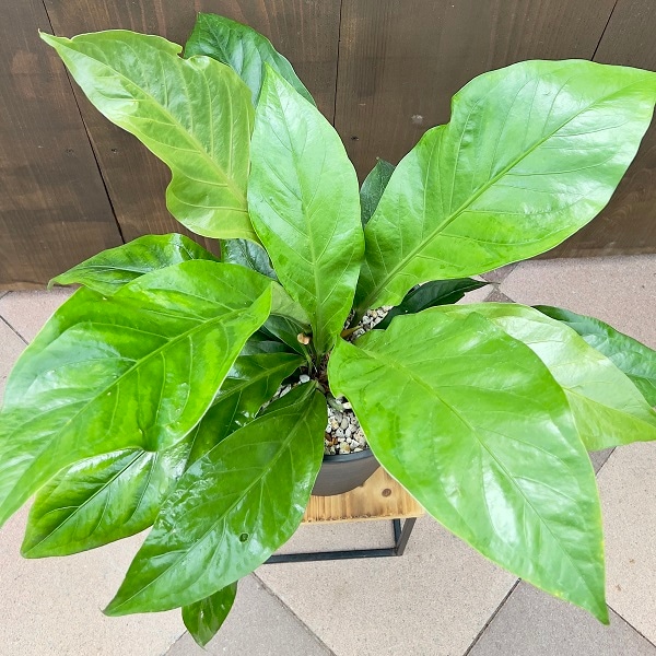 【現品】アンスリウム・ジャングルブッシュ　7号　黒鉢　（1） アンスリウム・ジャングルブッシュ 7号 黒鉢 （1）