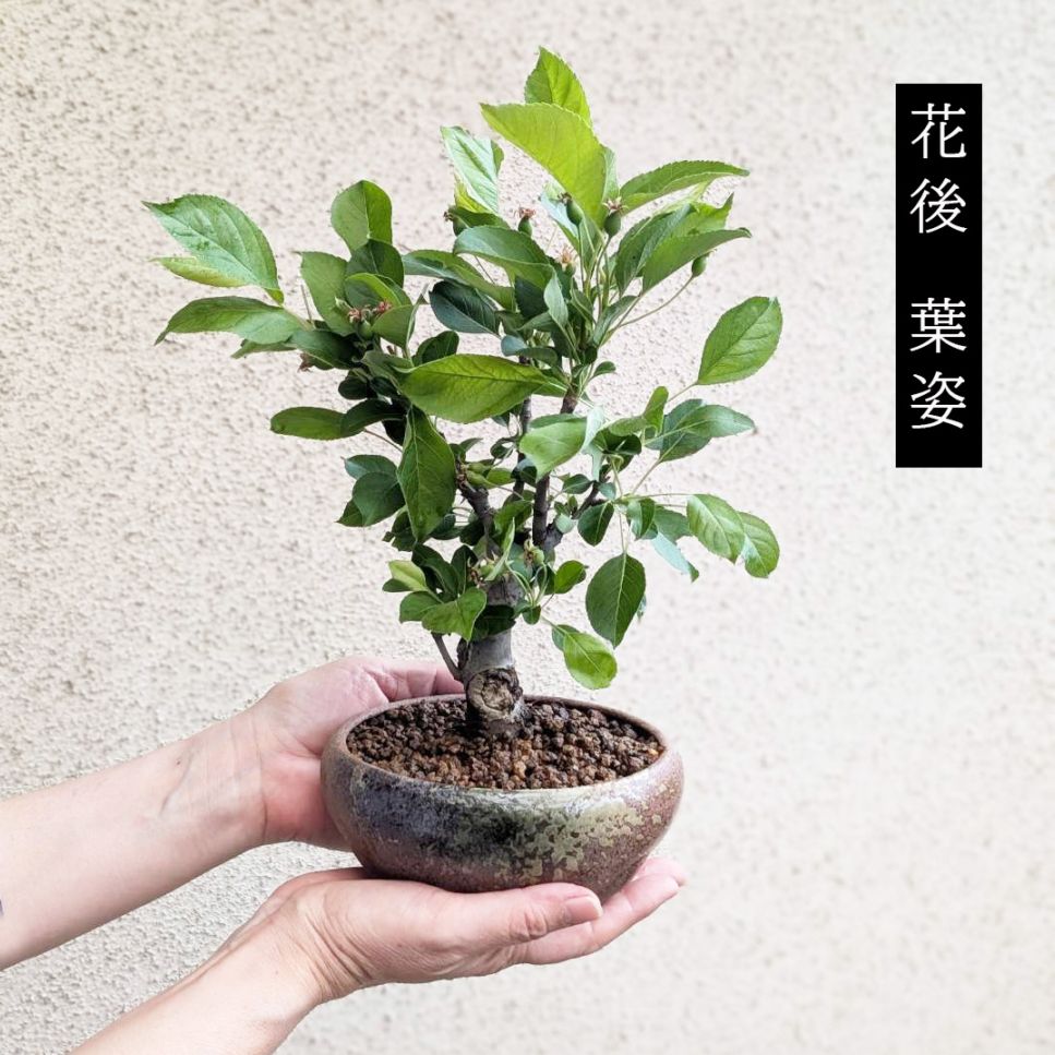 三河盆栽　姫レモン　盆栽 三河盆栽 姫レモン 盆栽 レモン盆栽】食べたレモンの種から育てる