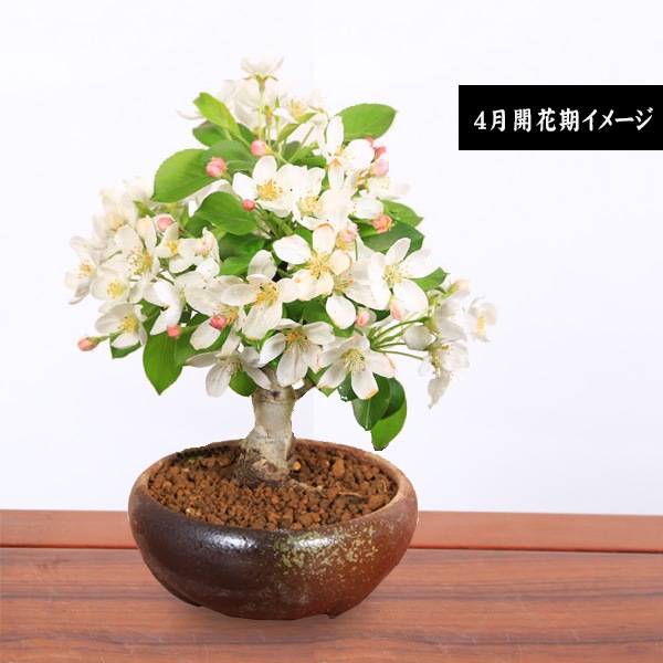 盆栽：姫りんご*(瀬戸焼三彩鉢)実物花盆栽鉢植え和鉢和風 bonsai