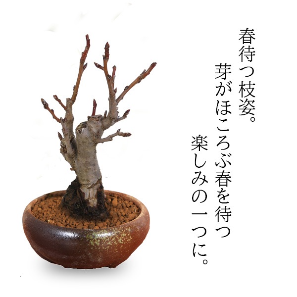 盆栽：姫りんご*(瀬戸焼三彩鉢)実物花盆栽鉢植え和鉢和風 bonsai