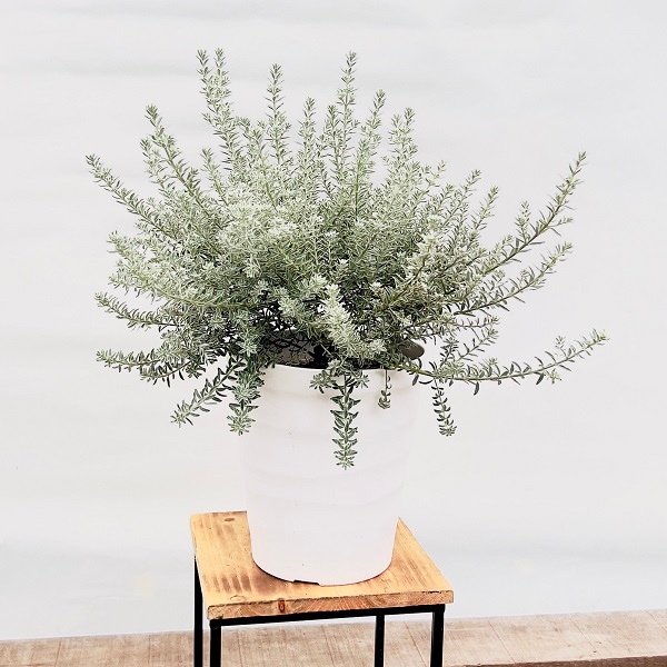 苗 観葉植物：ウエストリンギア スモーキーホワイト*7号 | 観葉植物