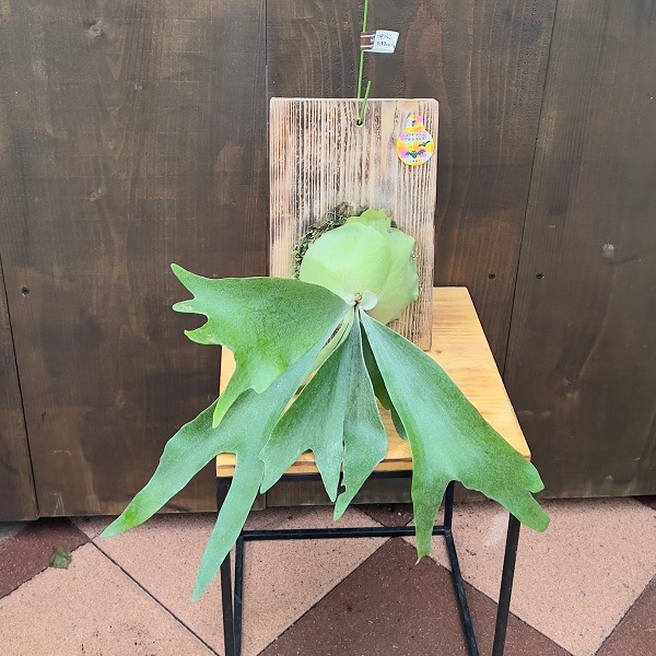 観葉植物：ビカクシダ コウモリラン アルキコルネ 板付け*吊り