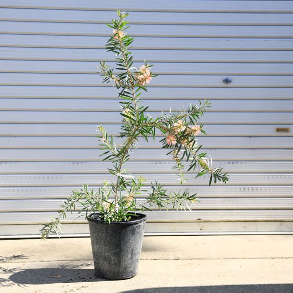 ���ڡ����ڡ��ġ��֥饷���ڡʥ��ꥹ�ƥ��˥���ݥ����塡�ԥ󥯥����ڥ󡡼���60���*���������֥饷���ڡ��֥饷�Υ�