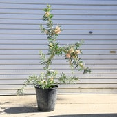 ���ڡ����ڡ��ġ��֥饷���ڡʥ��ꥹ�ƥ��˥���ݥ����塡�ԥ󥯥����ڥ󡡼���60���*���������֥饷���ڡ��֥饷�Υ�