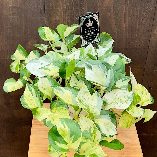 おしゃれ 観葉植物：ポトス ステータス*5号 プラポット | 観葉植物