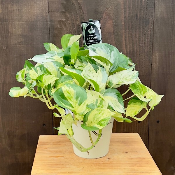おしゃれ 観葉植物：ポトス ステータス*5号 プラポット | 観葉植物