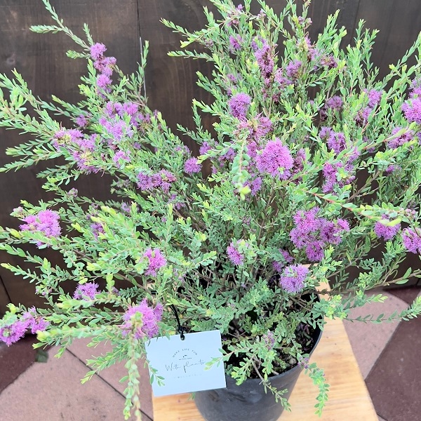 希少 メラウレカ グラニティーハニーマータル