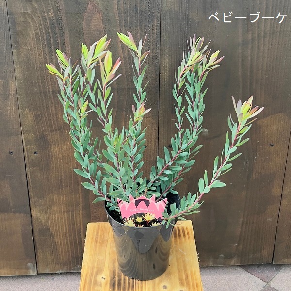 苗 鉢花 観葉植物：リューカデンドロン*各種選べます 5号 リュウカ