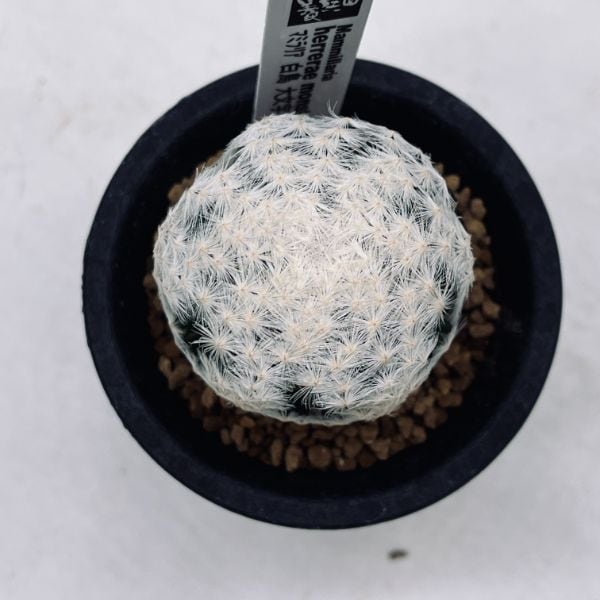 ☆たえページ☆ 28．大文字白鳥群生 サボテン 多肉植物 サボテン：マミラリア 白鳥