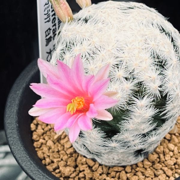 サボテン：マミラリア 白鳥 大文字 カキコ*幅4.5cm | サボテン＆多肉