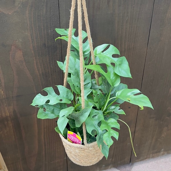 モンステラ　専用 Amazon.co.jp: 48インチのモスポール、植物モンステラ用曲げ可能