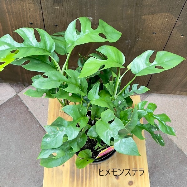 モンステラ T 発根良好苗 【公式通販】