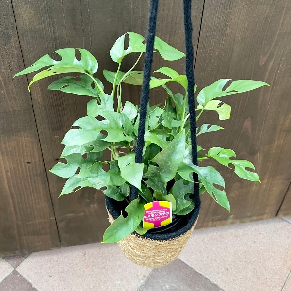 おしゃれ 観葉植物 選べる：ハンギング プランツ*ヒメモンステラ