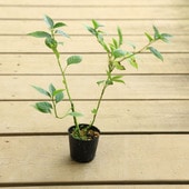 ġϥʥ*ʤϤʤ˲ȵڡʥ᥹ڡ