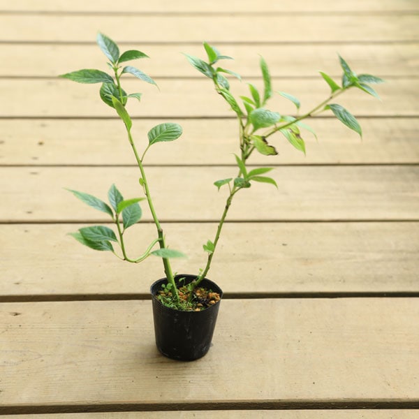 庭木苗：ハナイカダ*（はないかだ）花筏 雌木（メス木） | 植木＆庭木