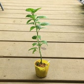 ġϥʥ*ʤϤʤ˲ȵͺڡʥڡ